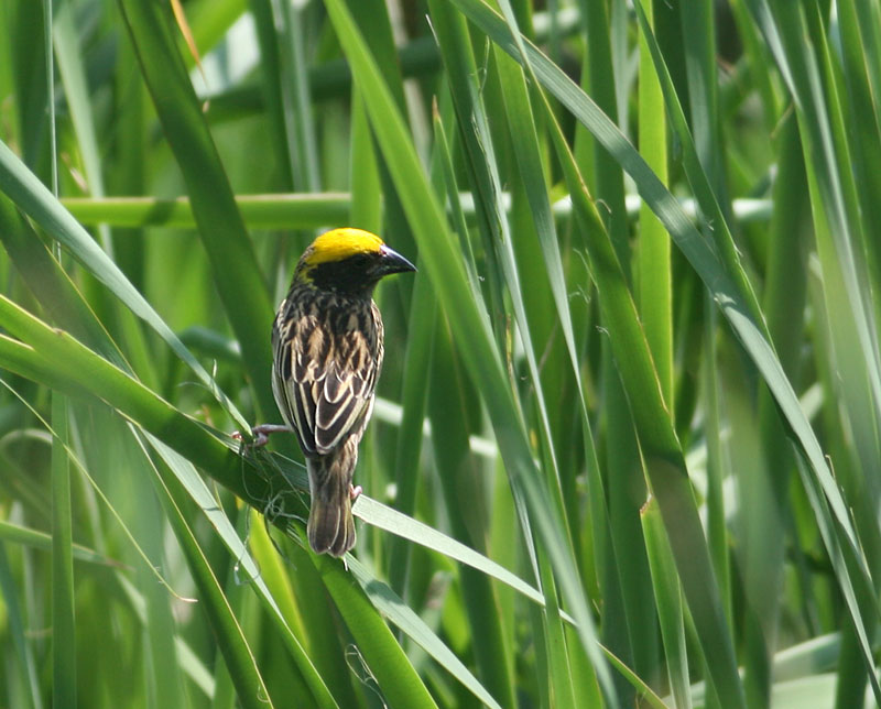 Streaked Weaver