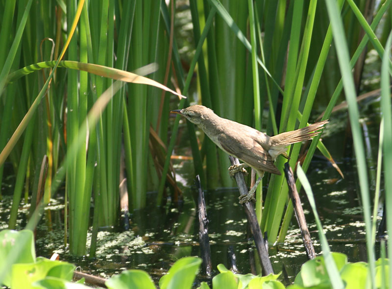 Oriental Reed Warbler