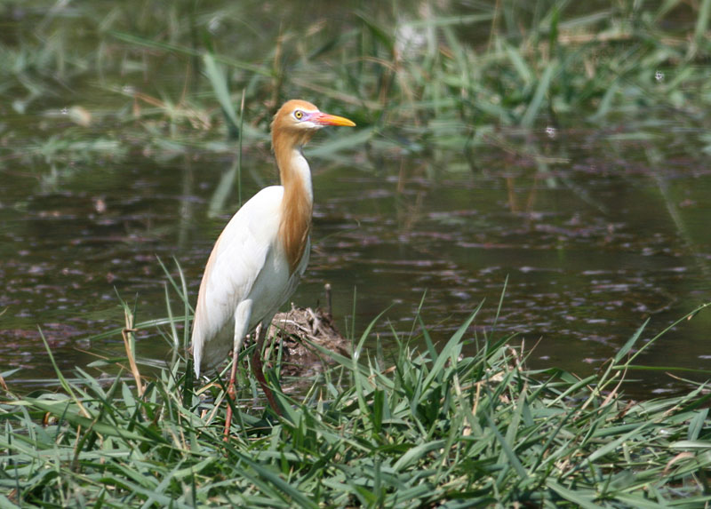 Cattle Egret