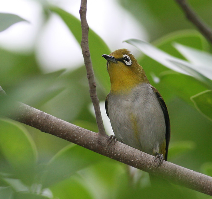 Swinhoe's  White-Eye