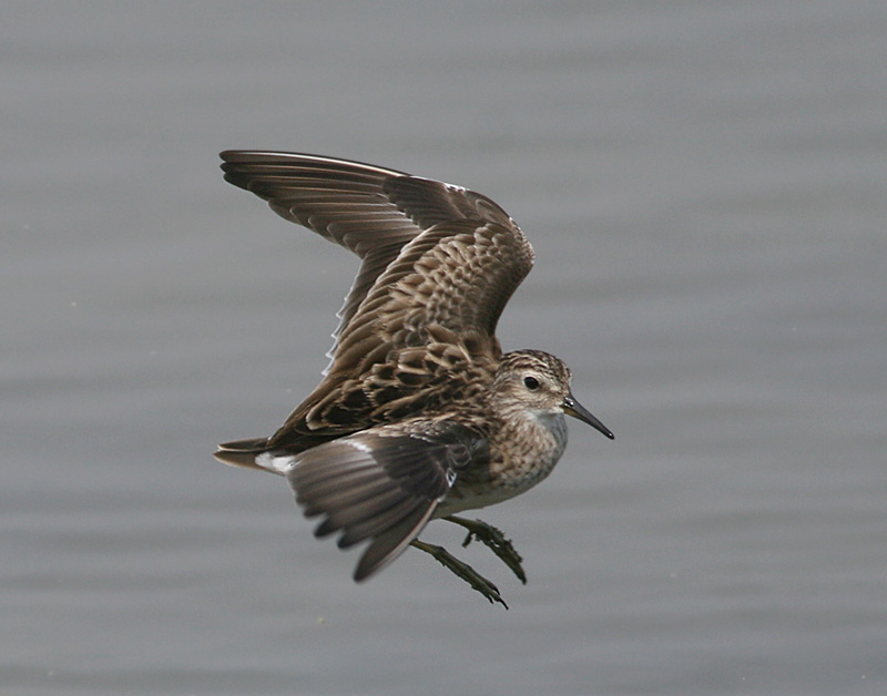 Long-toed Stint