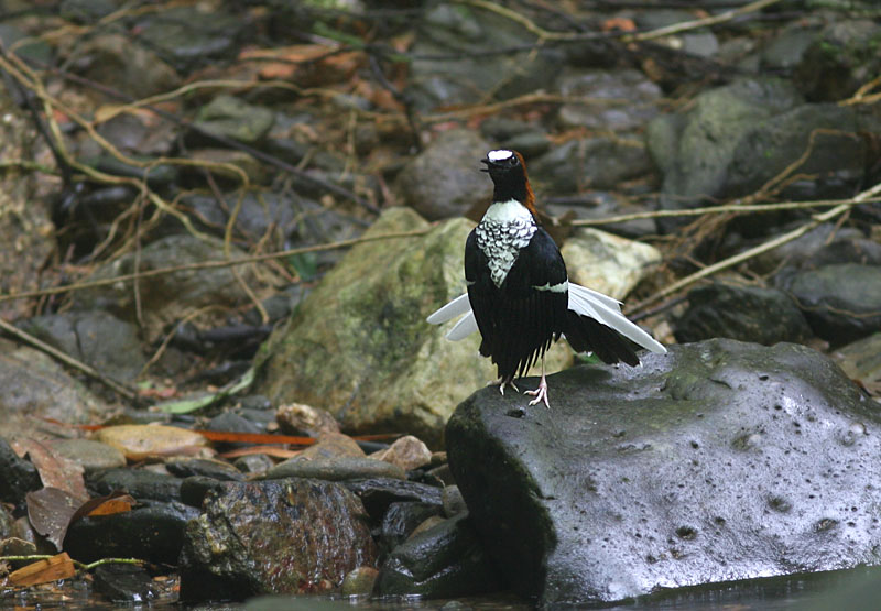 Chestnut-naped Forktail