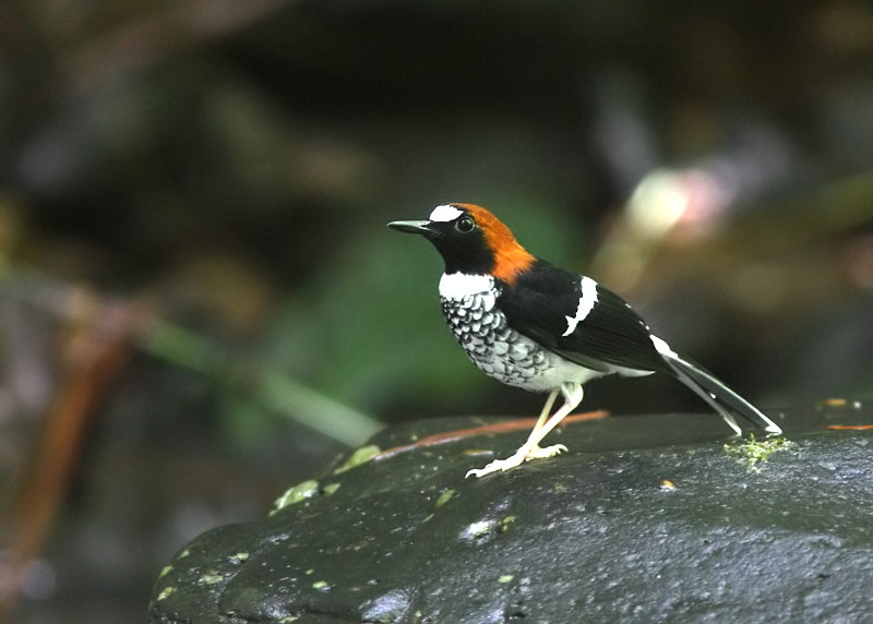 Chestnut-naped Forktail