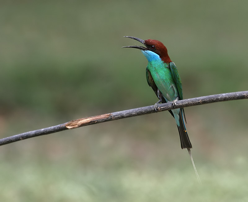 Blue-throated Bee-eater