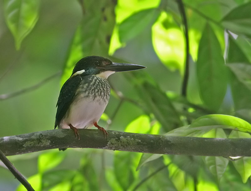 Blue-banded Kingfisher