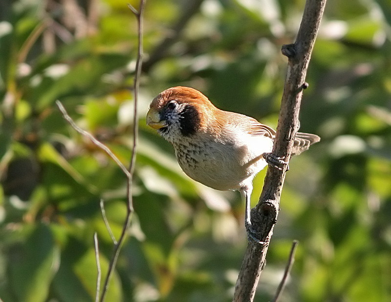 Spot-breasted Parrotbill