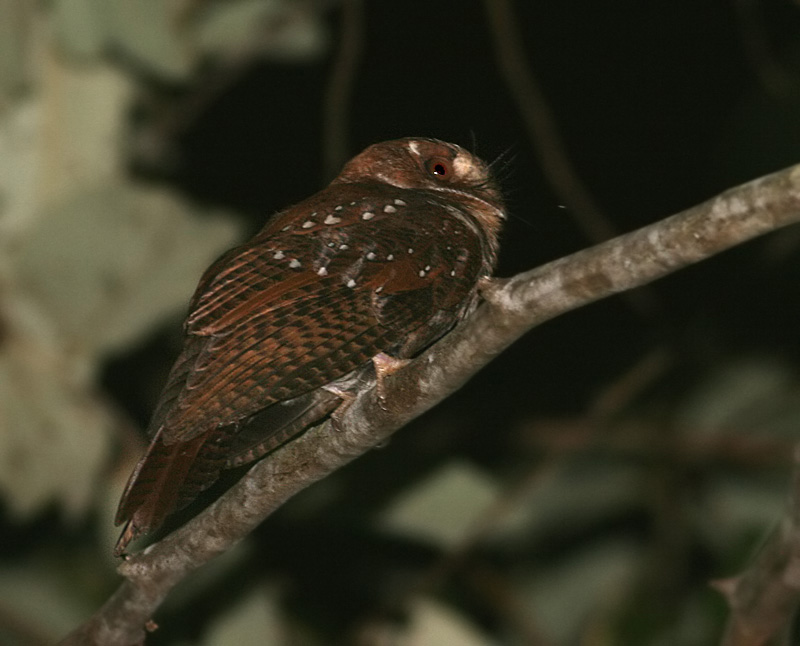 Molucan Owlet-Nightjar