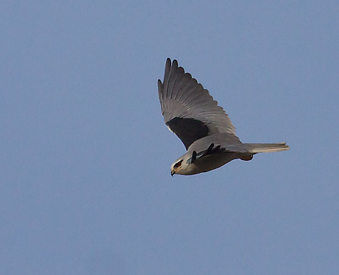 Black-shouldered Kite