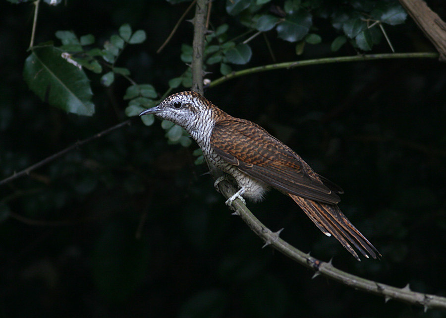 Banded Bay Cuckoo