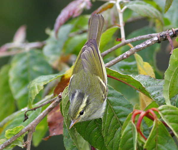 Davison's  Leaf Warbler (White-tailed)