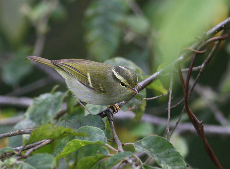 Davisons Leaf Warbler