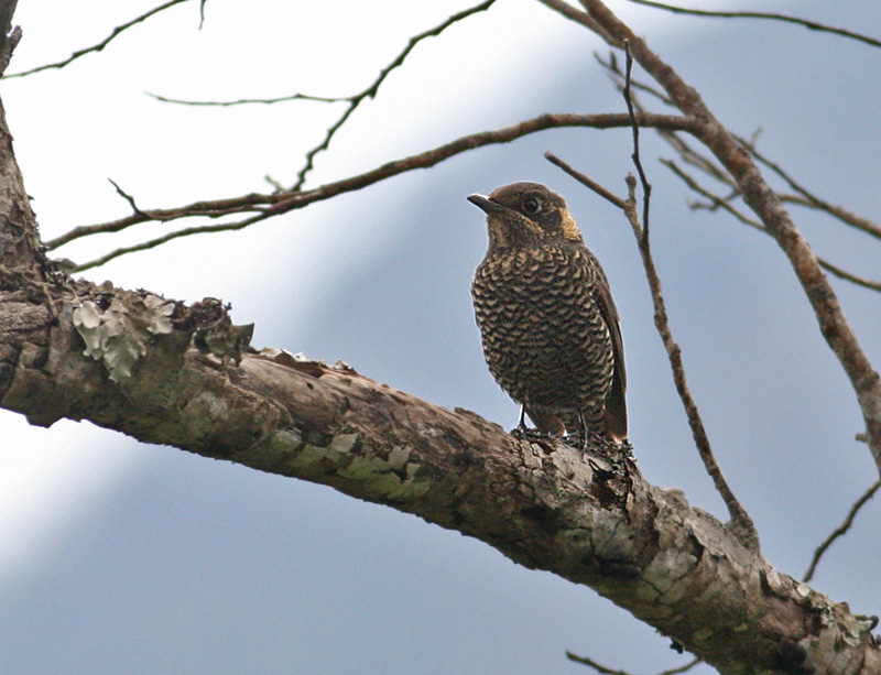 Chestnut-bellied Rock Thrush