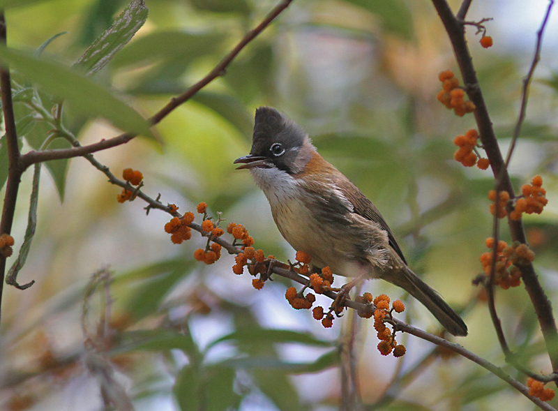 Whiskered Yuhina