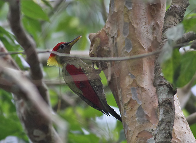 Crimson-winged Woodpecker
