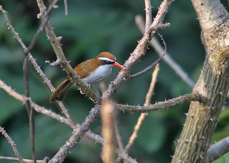 Red-billed Scimitar Babbler