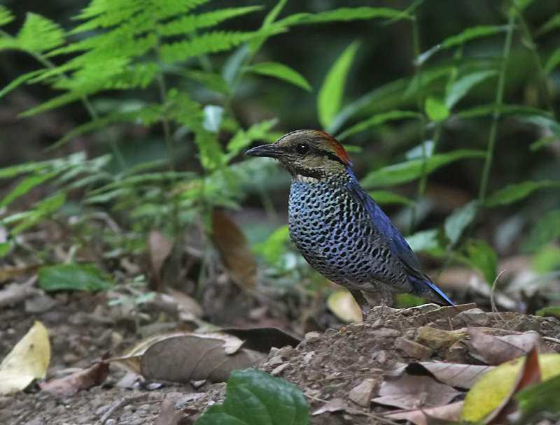 Blue Pitta