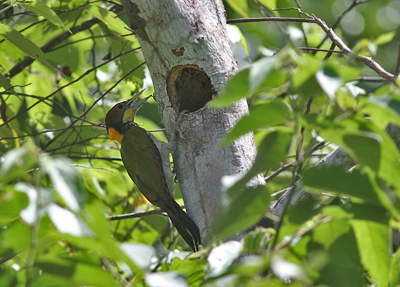 Greater Yellownape