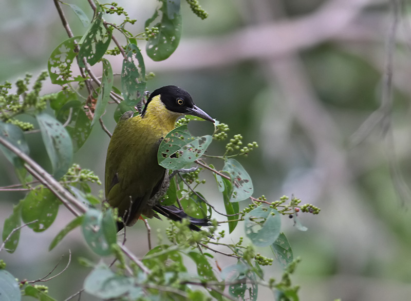 Black-headed Woodpecker