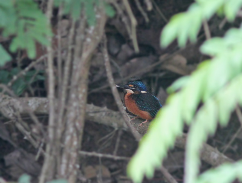 Blue-eared Kingfisher