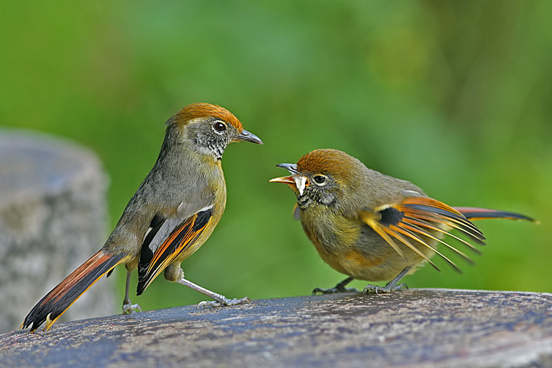 Chestnut-tailed Minla
