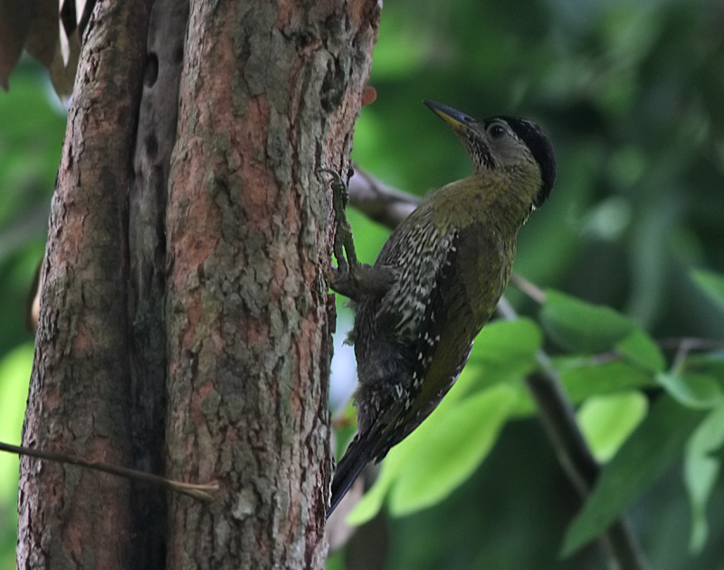 Laced Woodpecker