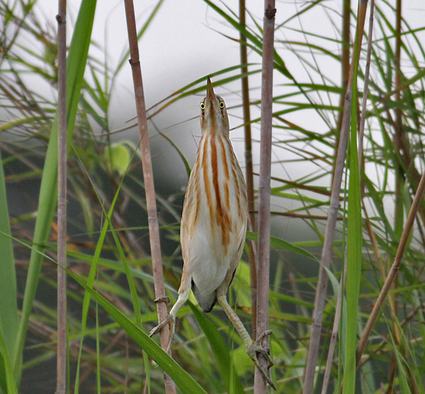 Yellow Bittern