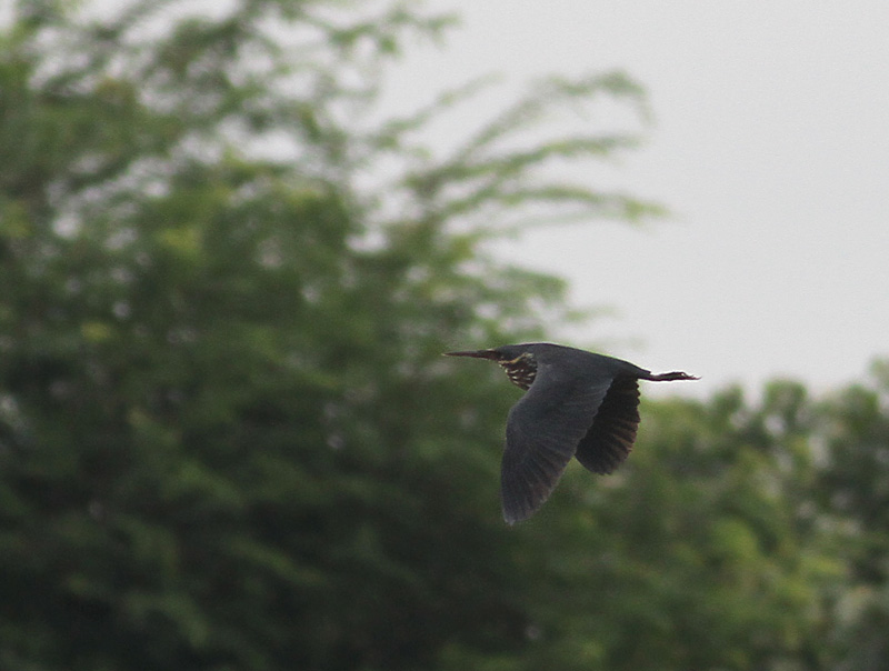 Black Bittern