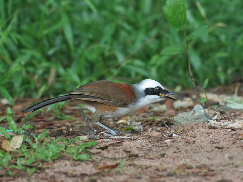 White-crested Laughingthrush