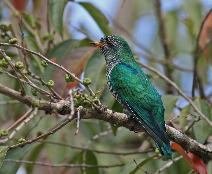 Emerald Cuckoo