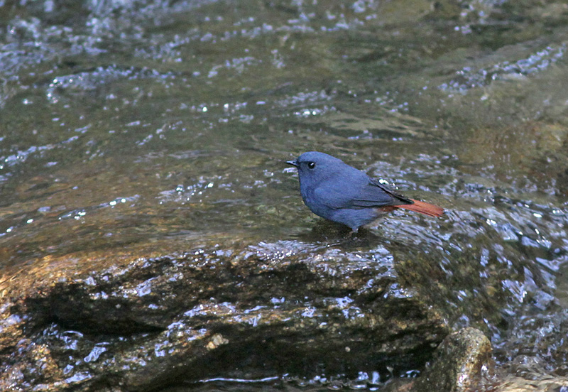 Plumbeous Redstart