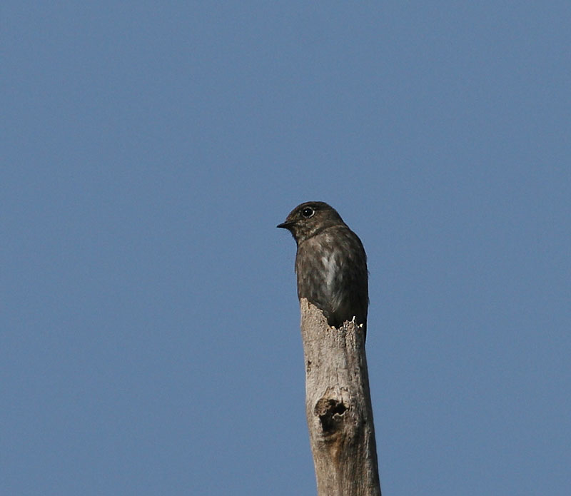 Dark-sided Flycatcher