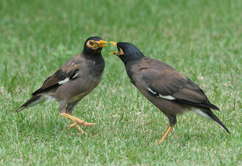 Common Myna