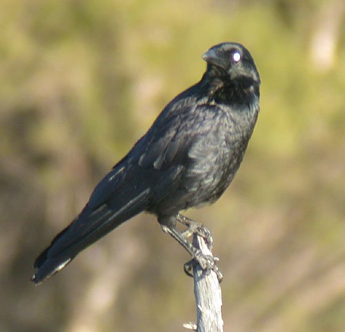 Australian Raven