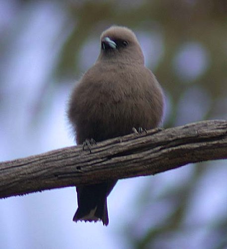 Dusky Wood Swallow