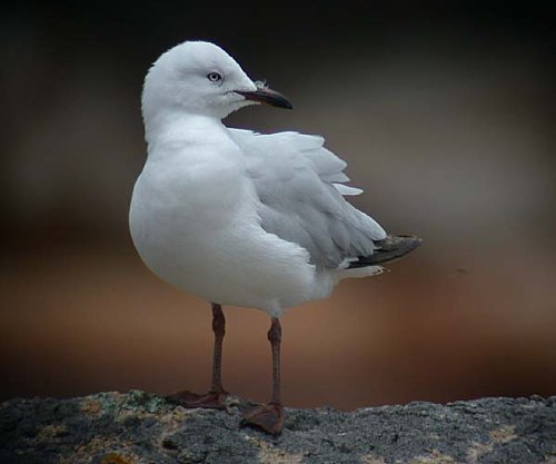 Silver Gull, immature