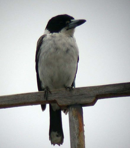 Grey Butcherbird