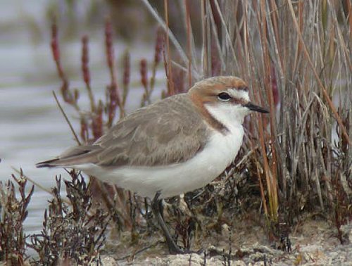 Red-capped Plover, male