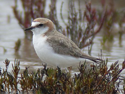 Red-capped Plover, female