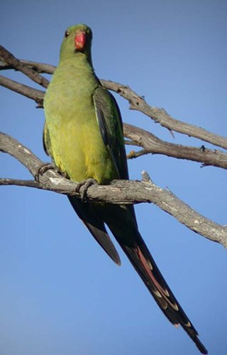 Regent Parrot, female