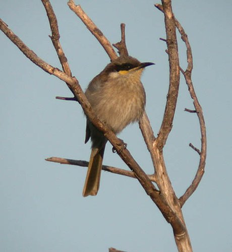 Singing Honeyeater