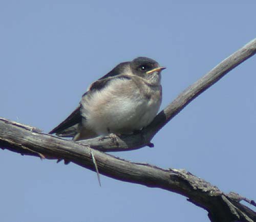 Tree Martin, juvenile