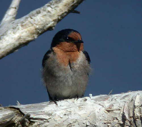 Welcome Swallow