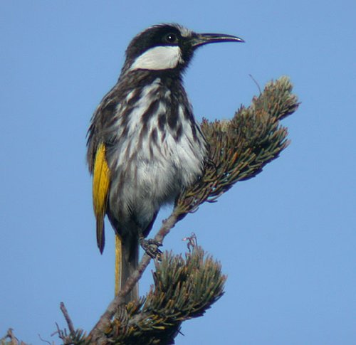 White-cheeked Honeyeater