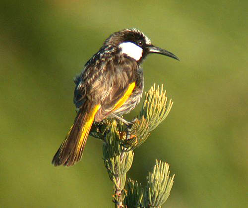 White-cheeded Honeyeater