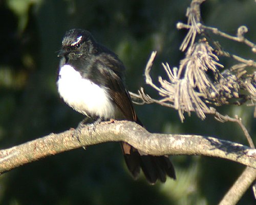 Willie Wagtail