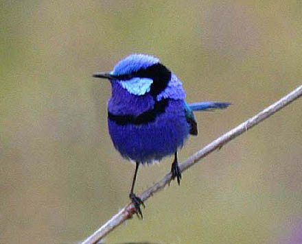 Splended Fairy Wren