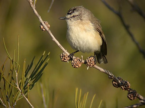 Yellow-rumped Thornbill