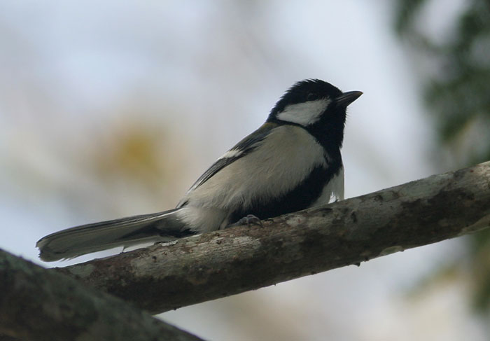 Japanese Tit