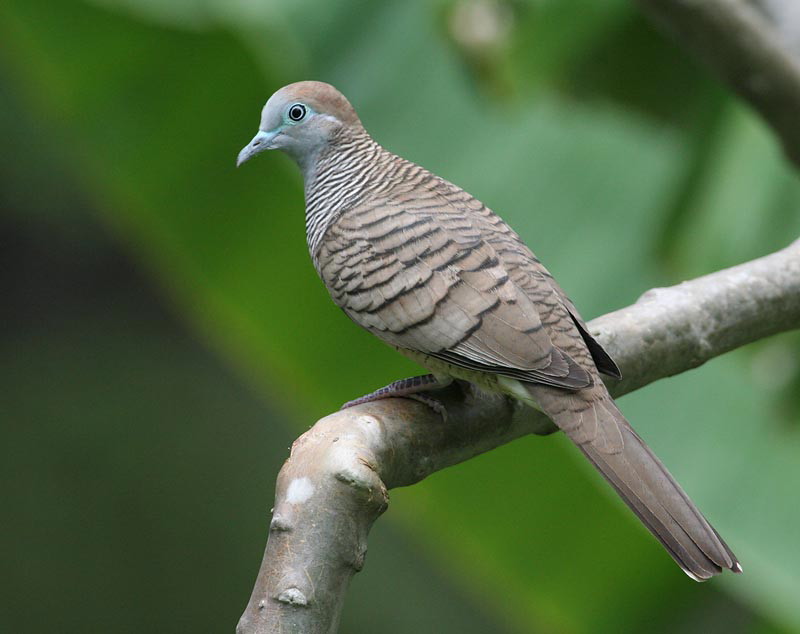 Zebra Dove