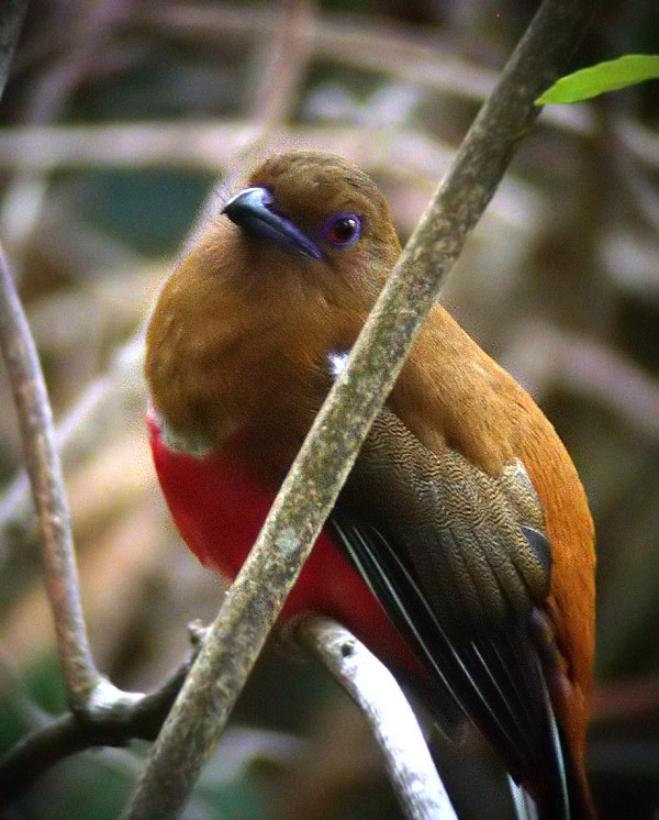 Red-headed Trogon, fem